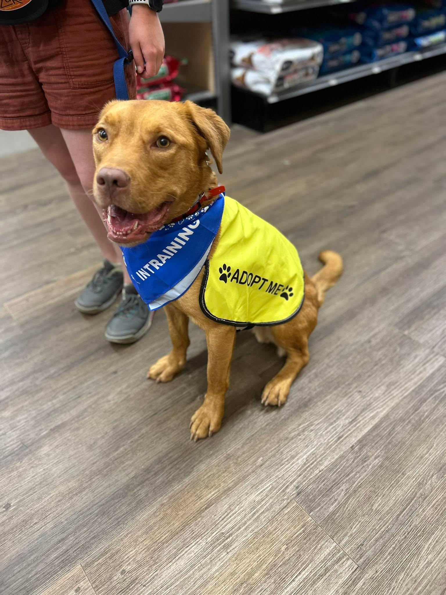 A smiling red dog wearing an 'in training / adopt me' vest indoors