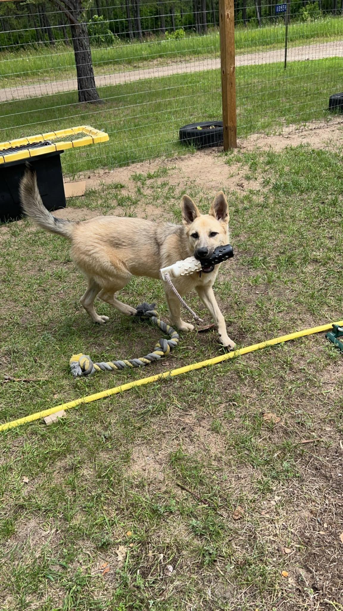 A tan shepherd-mix playing with a toy in a fenced training yard