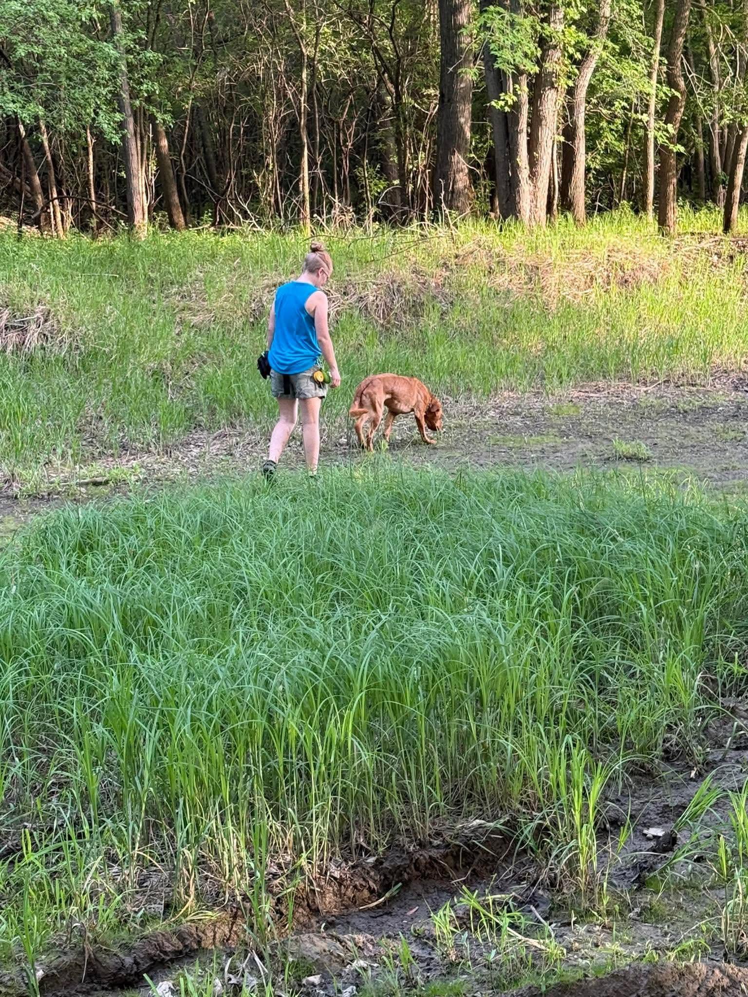 Savannah walking a red dog through a lush green field for enrichment