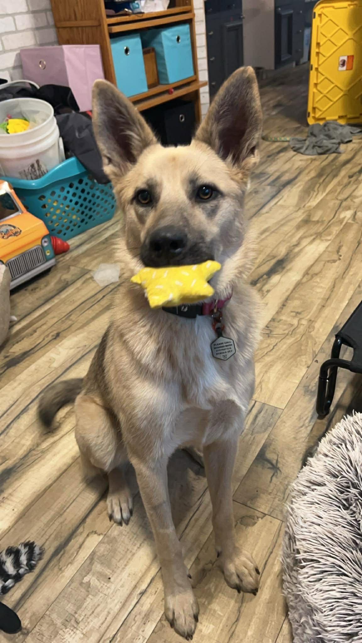 A tan shepherd-mix sitting proudly with a yellow star toy in its mouth