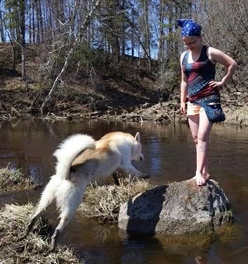 A white husky-type dog and Savannah exploring rocks by a river
