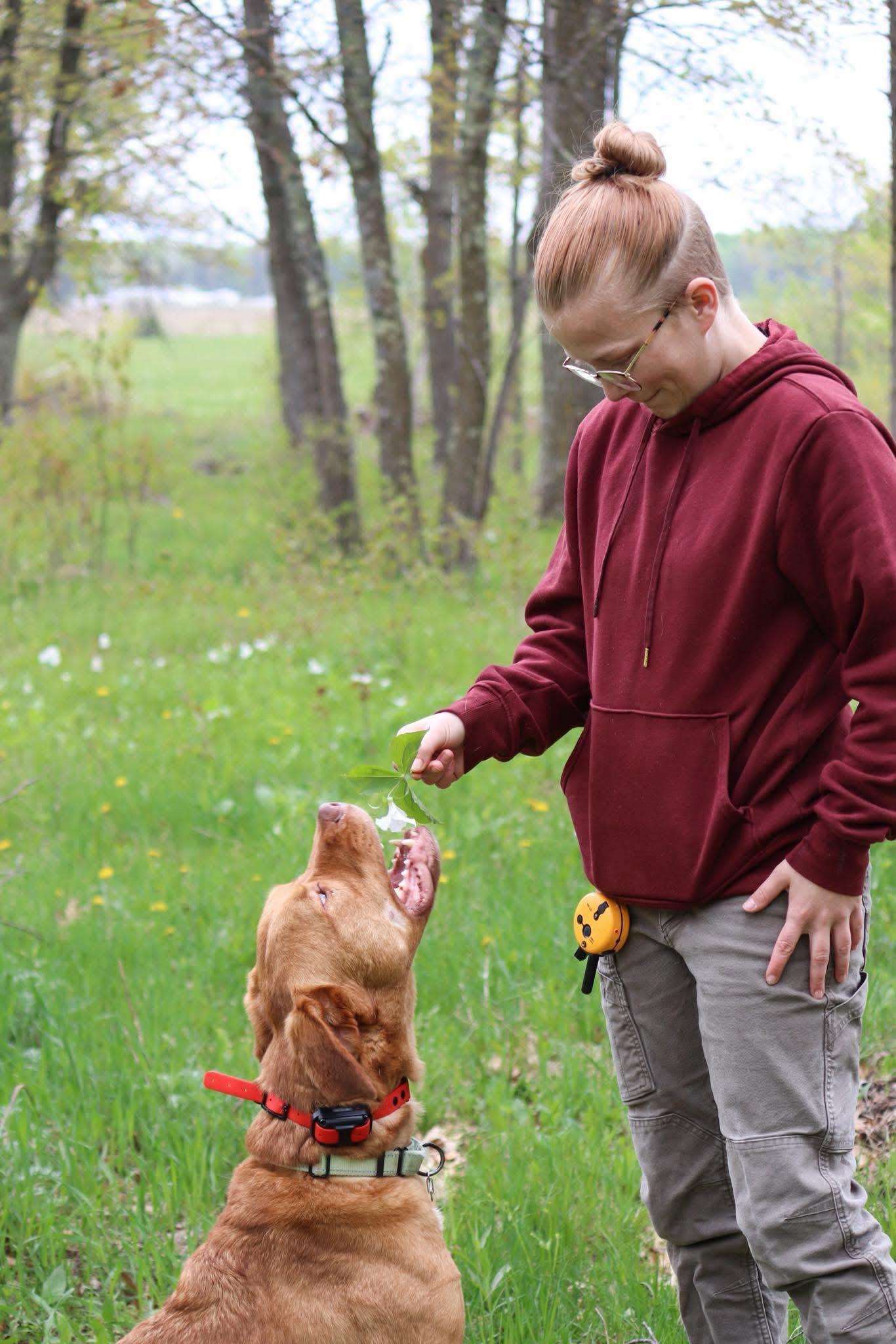 Savannah offering a reward to an eager red dog during training