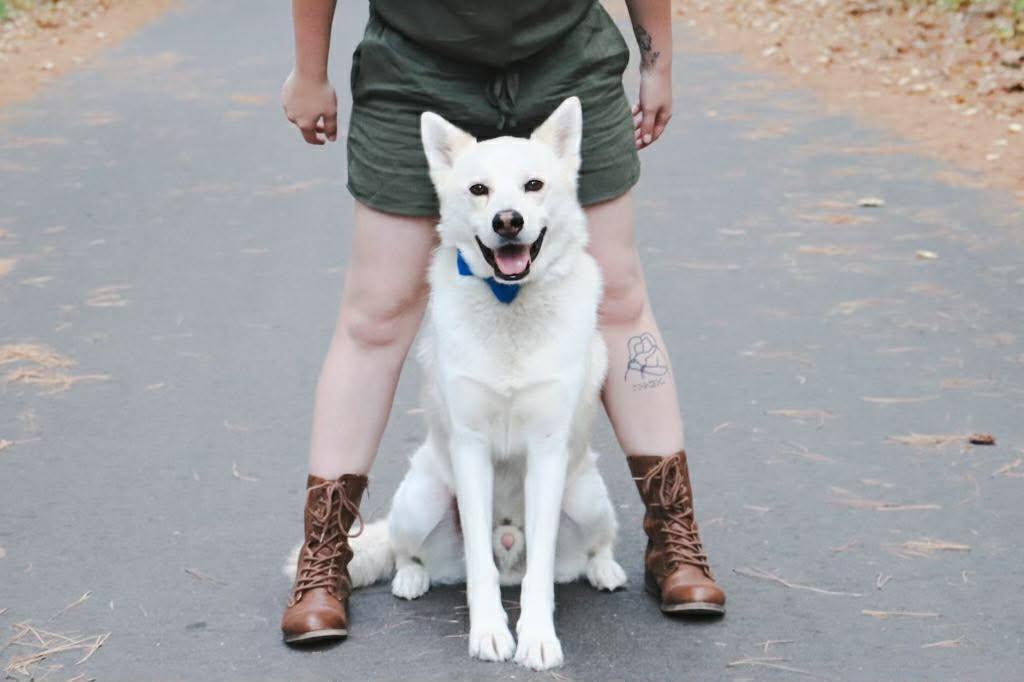 Simba, a happy white husky in a blue bandana, sitting at Savannah's feet
